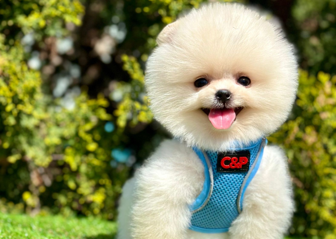 Ayıcık Boo Pomeranian